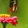 The Butterfly Loves Flower Nectar